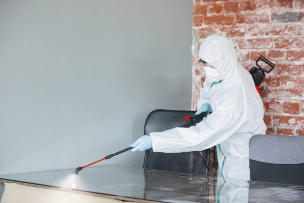 Best Mold Damage Restoration in Hooper, UT