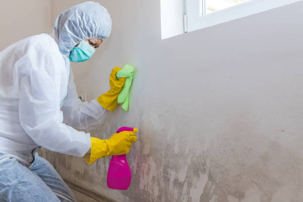 Best Real Estate Mold Inspection in Hooper, UT