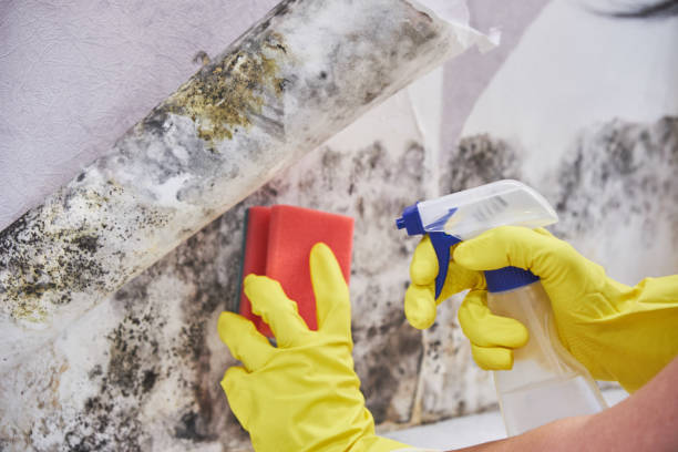 Hooper, UT Mold Removal Company